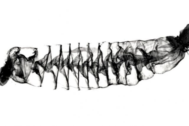 A CT scan image of the spiral intestine of a Pacific spiny dogfish shark which shows how shark intestines are similar to Tesla Valves. Credit: Samantha Leigh/California State University Dominguez Hills