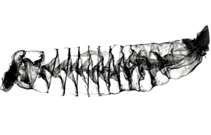 A CT scan image of the spiral intestine of a Pacific spiny dogfish shark which shows how shark intestines are similar to Tesla Valves. Credit: Samantha Leigh/California State University Dominguez Hills