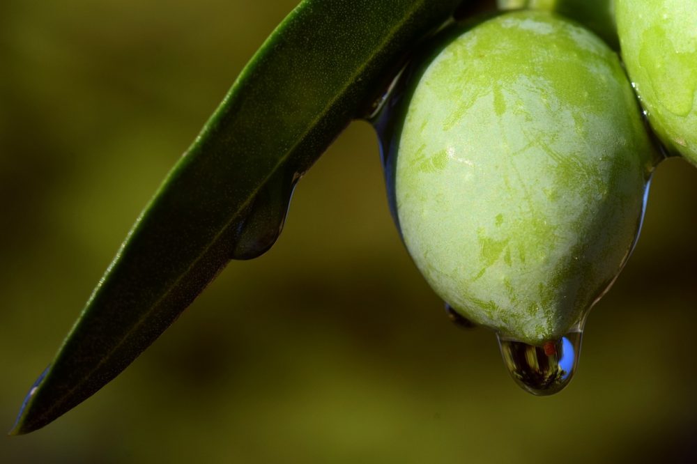 Olives have been used for medical and culinary purposes for millennia. Credit: Pixabay