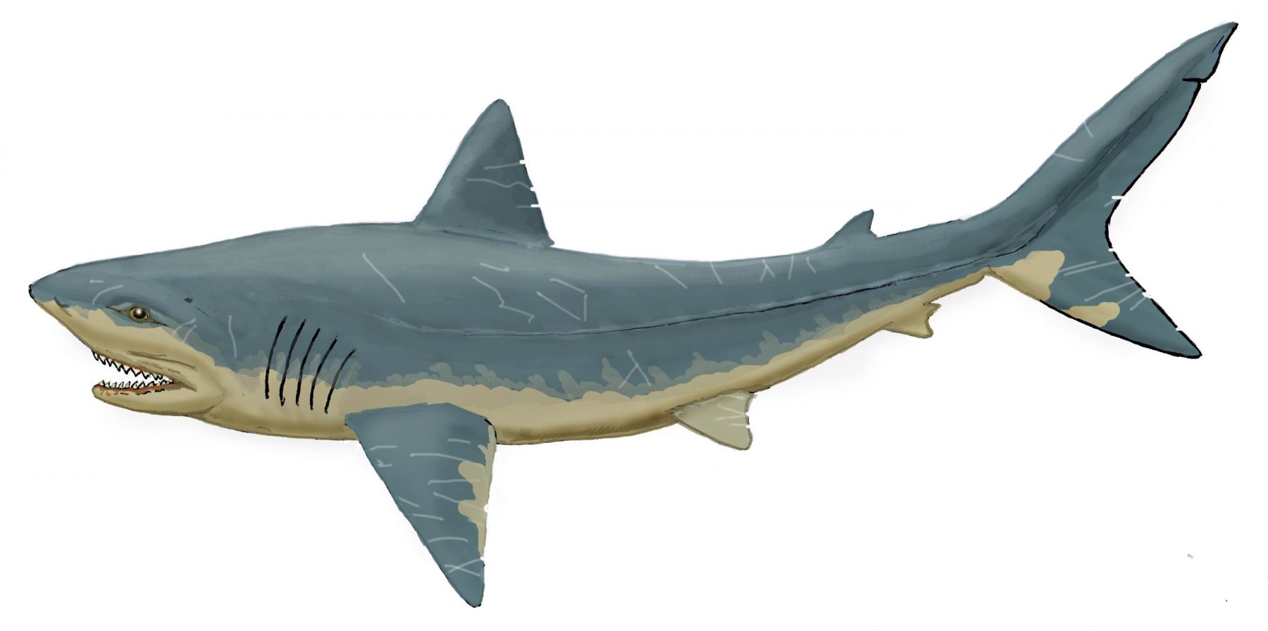 Artist's impression of a Squalicorax shark, which existed in the Late Cretaceous period. Credit: Dimitri Bogdanov