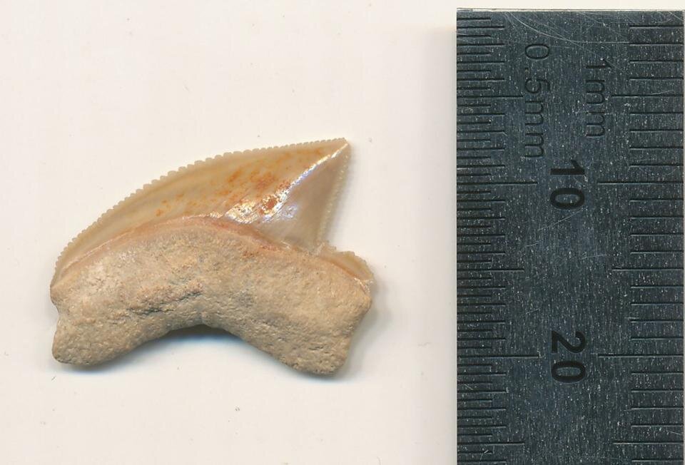 One of the shark teeth discovered in a cache in the city of David. Credit: OMRI LERNAU