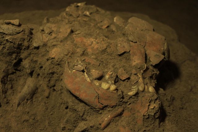 Fragmented parts of a human skull found in the Panninge cave. Credit: University of Hasanuddin