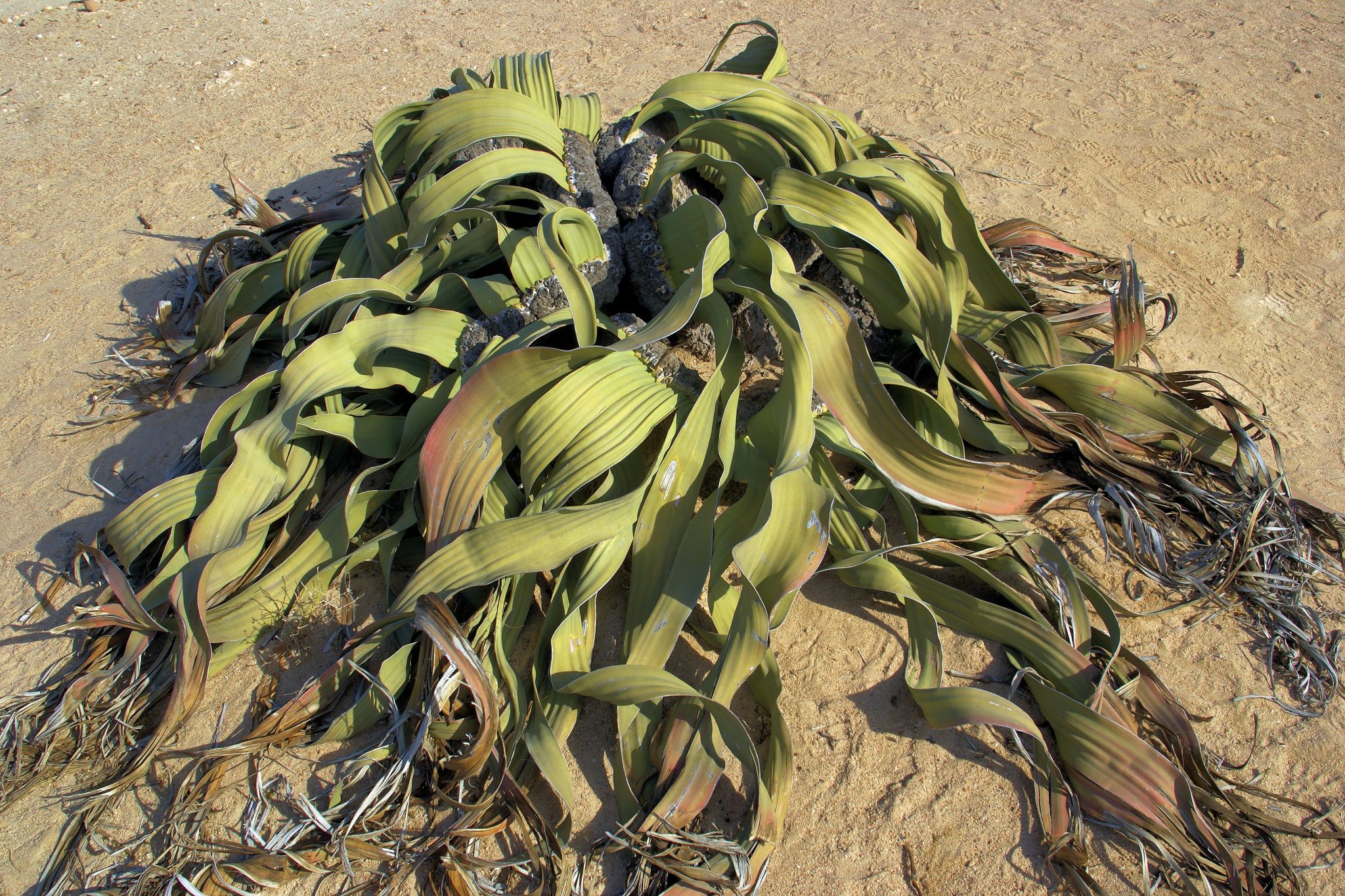 10 Things You Need To Know About The “Immortal” Welwitschia Plant