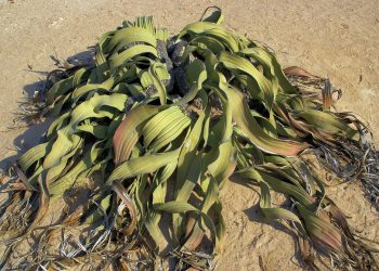 Geographical location and typical habitat of the Welwitschia plant. Credit: Tao Wan