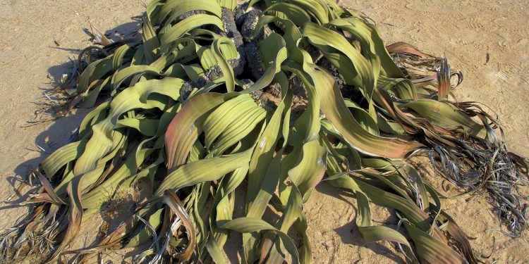 Geographical location and typical habitat of the Welwitschia plant. Credit: Tao Wan