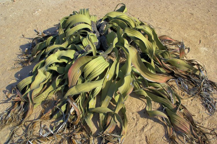 Geographical location and typical habitat of the Welwitschia plant. Credit: Tao Wan