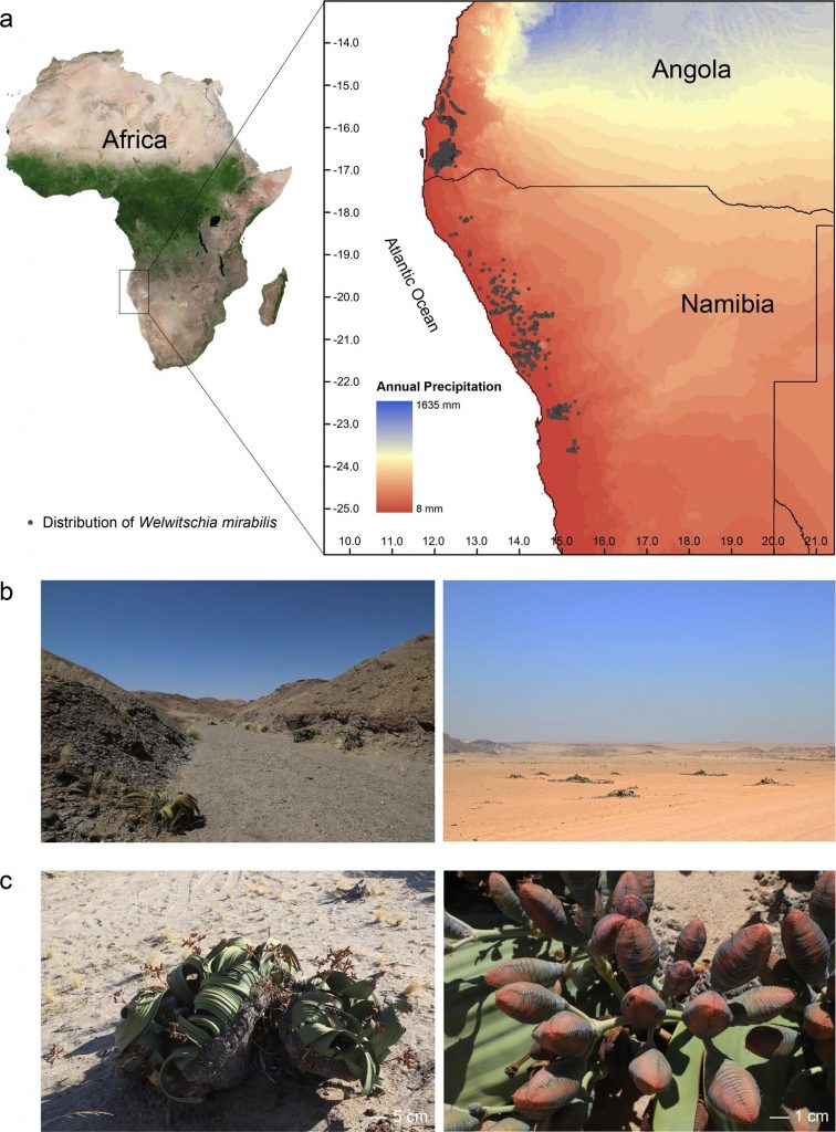 Geographical location and typical habitat of the Welwitschia plant. Credit: Tao Wan