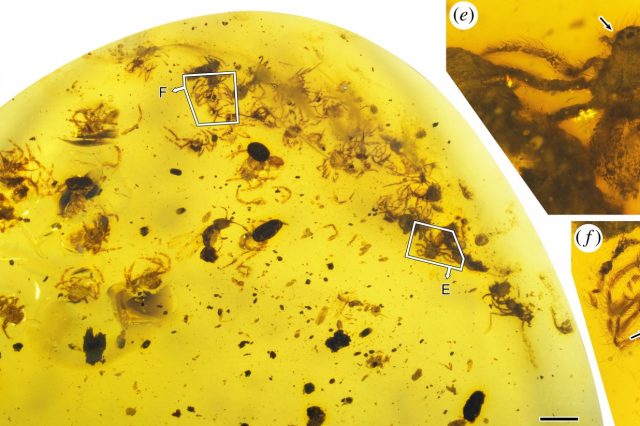 Scientists discovered the earliest evidence of spiders taking care of offspring in Burmese amber samples. Credit: Dong Ren et al. / Proceedings of the Royal Society B, 2021