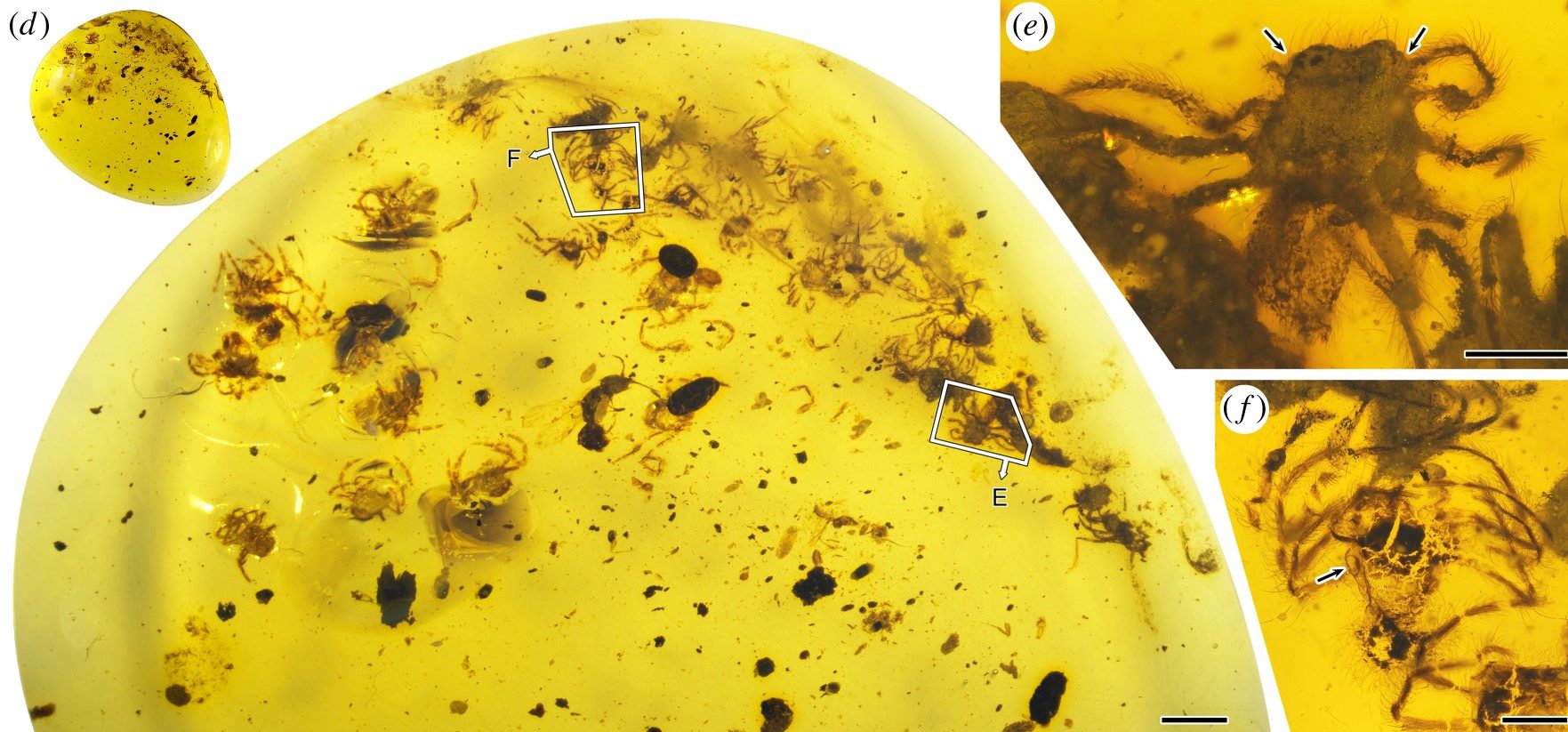Scientists discovered the earliest evidence of spiders taking care of offspring in Burmese amber samples. Credit: Dong Ren et al. / Proceedings of the Royal Society B, 2021