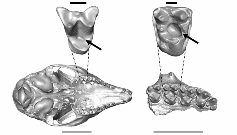 Scientists have found the oldest cavities in mammals, dated to approximately 54 million years ago. Credit: Keegan R. Selig & Mary T. Silcox / Scientific Reports, 2021