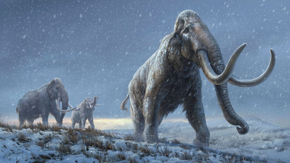 Scientists will attempt to resurect mammoths by combining genes with modern elephants. Credit: Beth Zaiken/Centre for Palaeogenetics