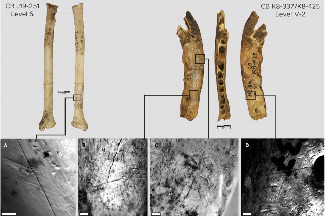 Fox bones with traces of notches found in the Contrebandiers Cave. Credit: Emily Hallett et al. / iScience, 2021