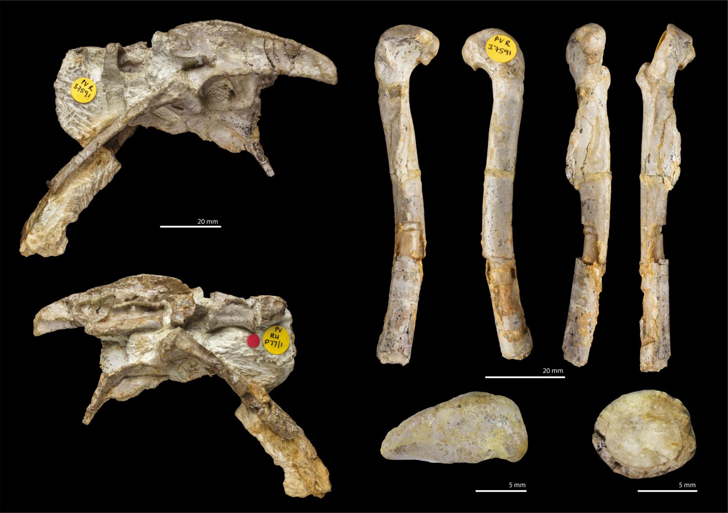 Fossil remains of the "dragon" dinosaur that were mistaken for another species for decades. Credit: Spiekman et al. / Royal Society Open Science, 2021