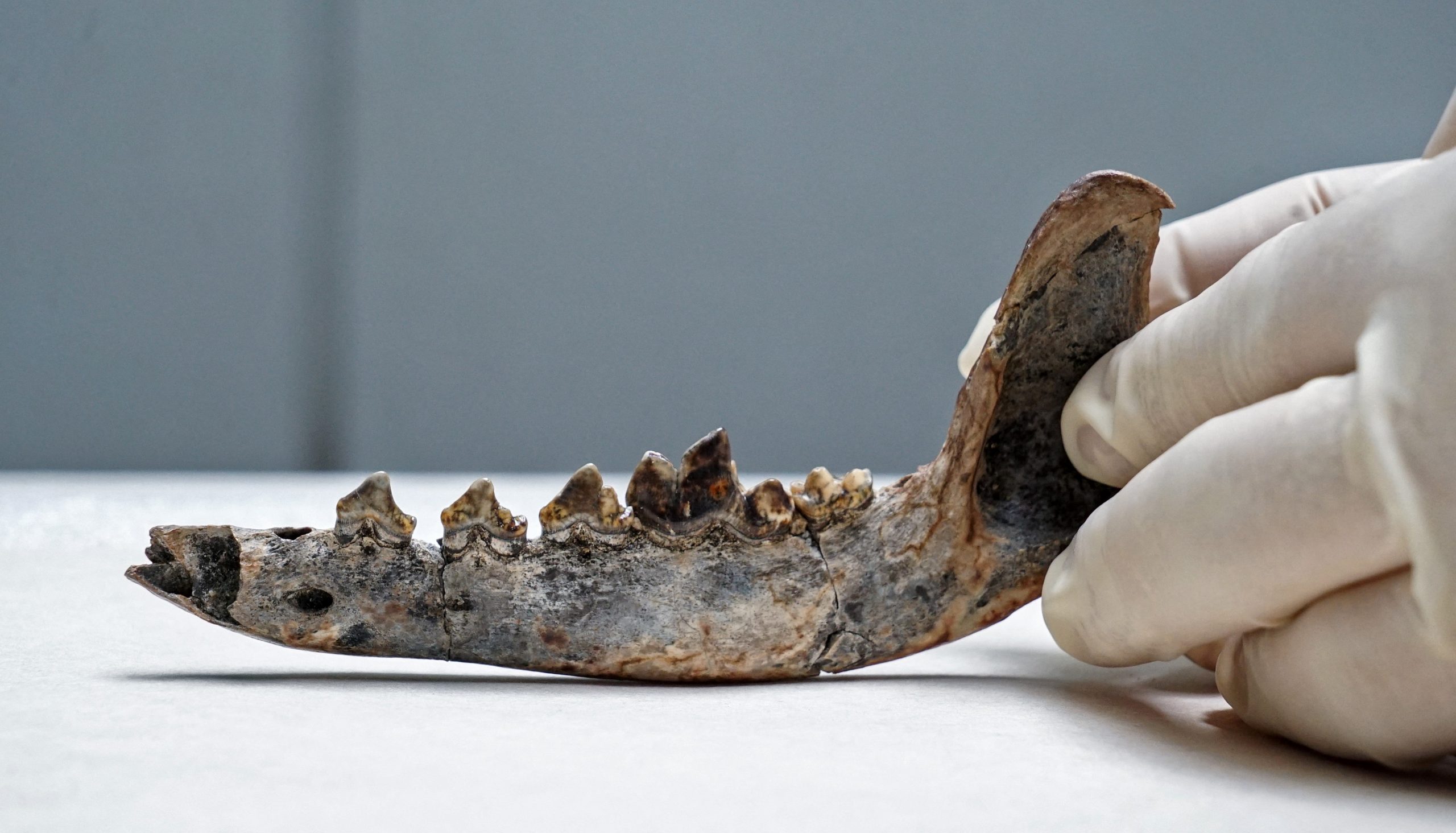 Researchers have found that this jaw fossil could be the oldest dog remains in Central America. Credit: Poyecto Xulo/AFP