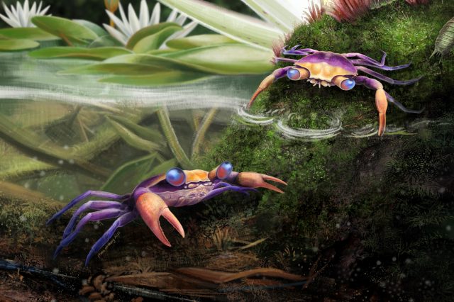 The Cretapsara athanata true crab as seen by the artist. Credit: Javier Luque et al. / Science Advances, 2021