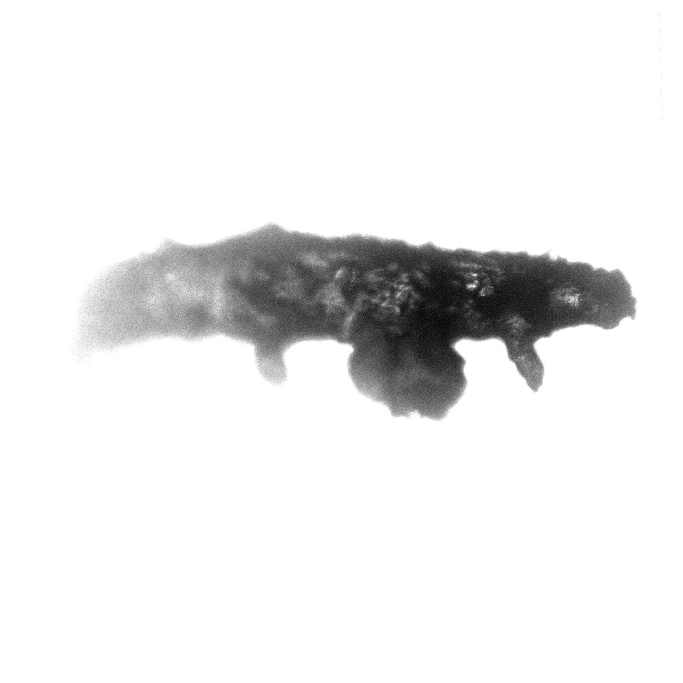 Side view of the tardigrade specimen. Credit: Phillip Barden