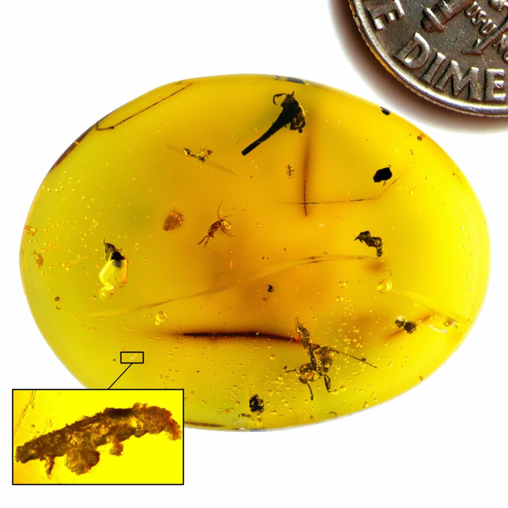 Dominican amber containing Paradoryphoribius chronocaribbeus as well as three ants, a beetle and a flower, compared to a dime. Credit: Phillip Barden