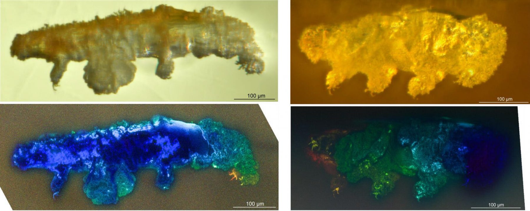The new Tardigrade specimen under different microscopes. Credit: Mark A. Mapalo