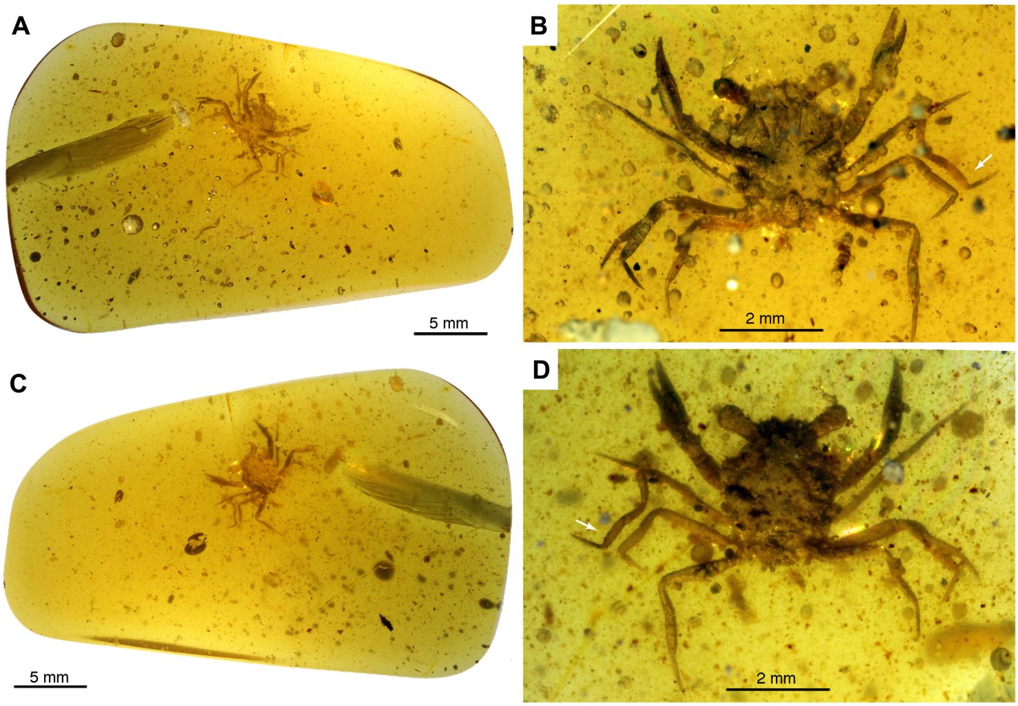 Cretapsara athanata in a piece of amber. Credit: Javier Luque et al. / Science Advances, 2021