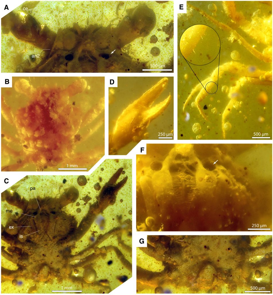 Close-up of the crab in amber. Credit: Javier Luque et al. / Science Advances, 2021