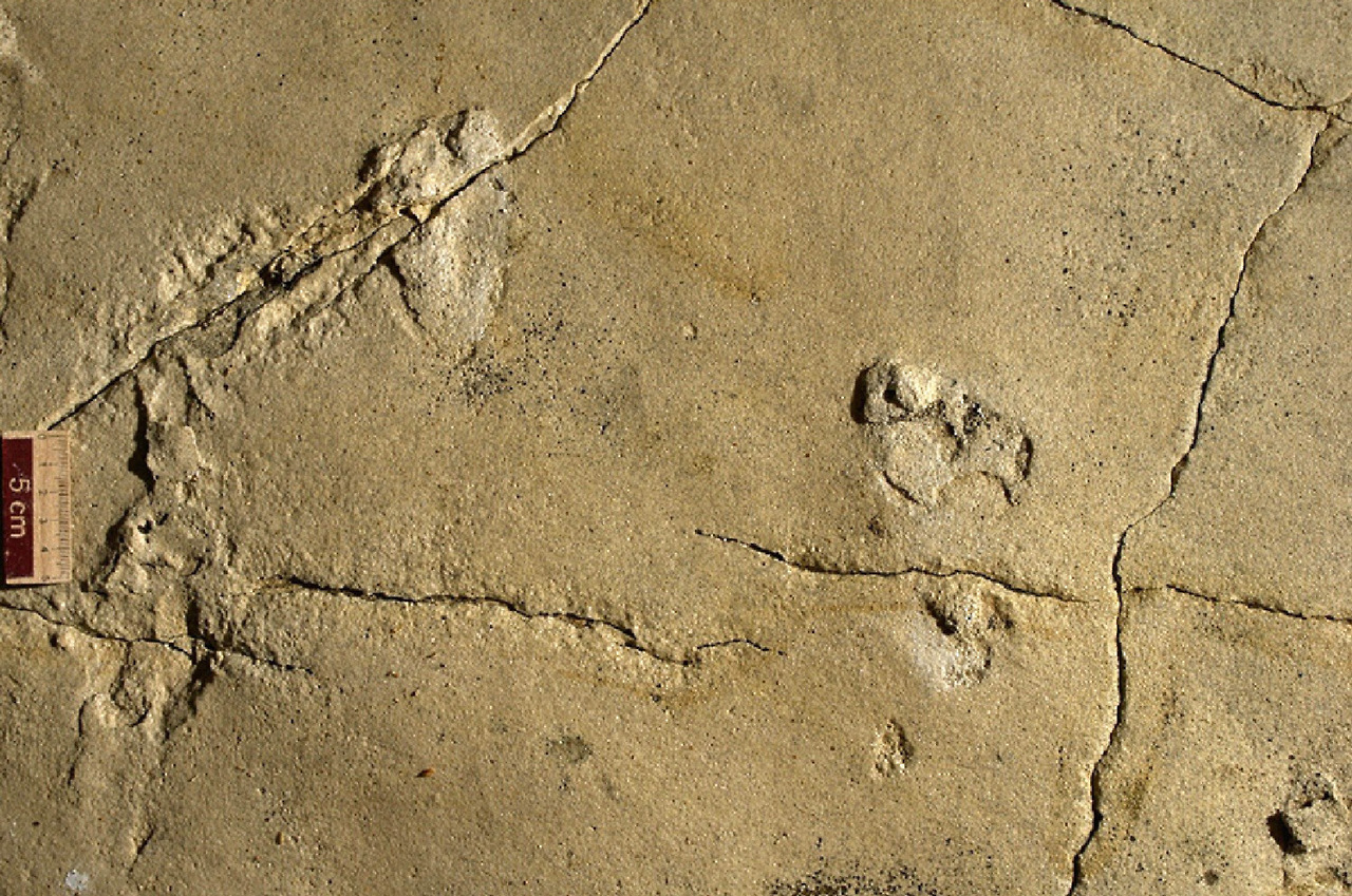 Photograph of two of the oldest footprints from a previous research. Credit: Ahlberg et al 2017