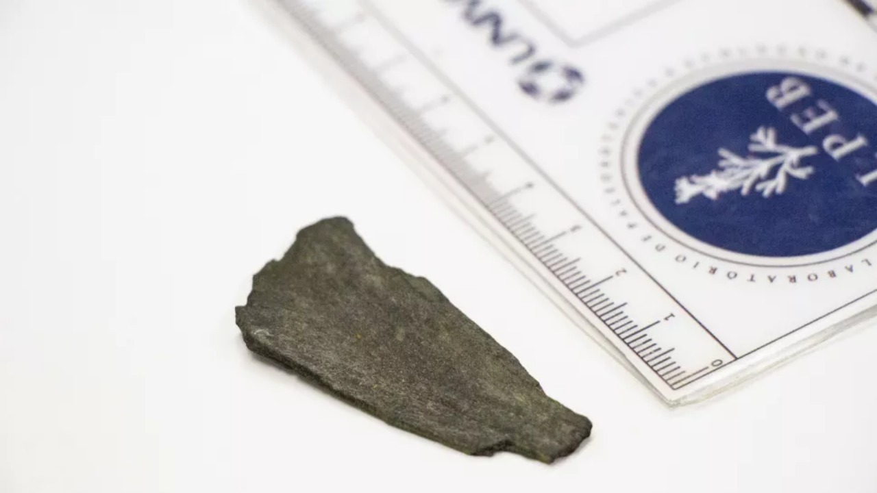 A 75-million-year-old fossilized fragment from a wildfire in Antarctica. Credit: De Lima, FJ et al.