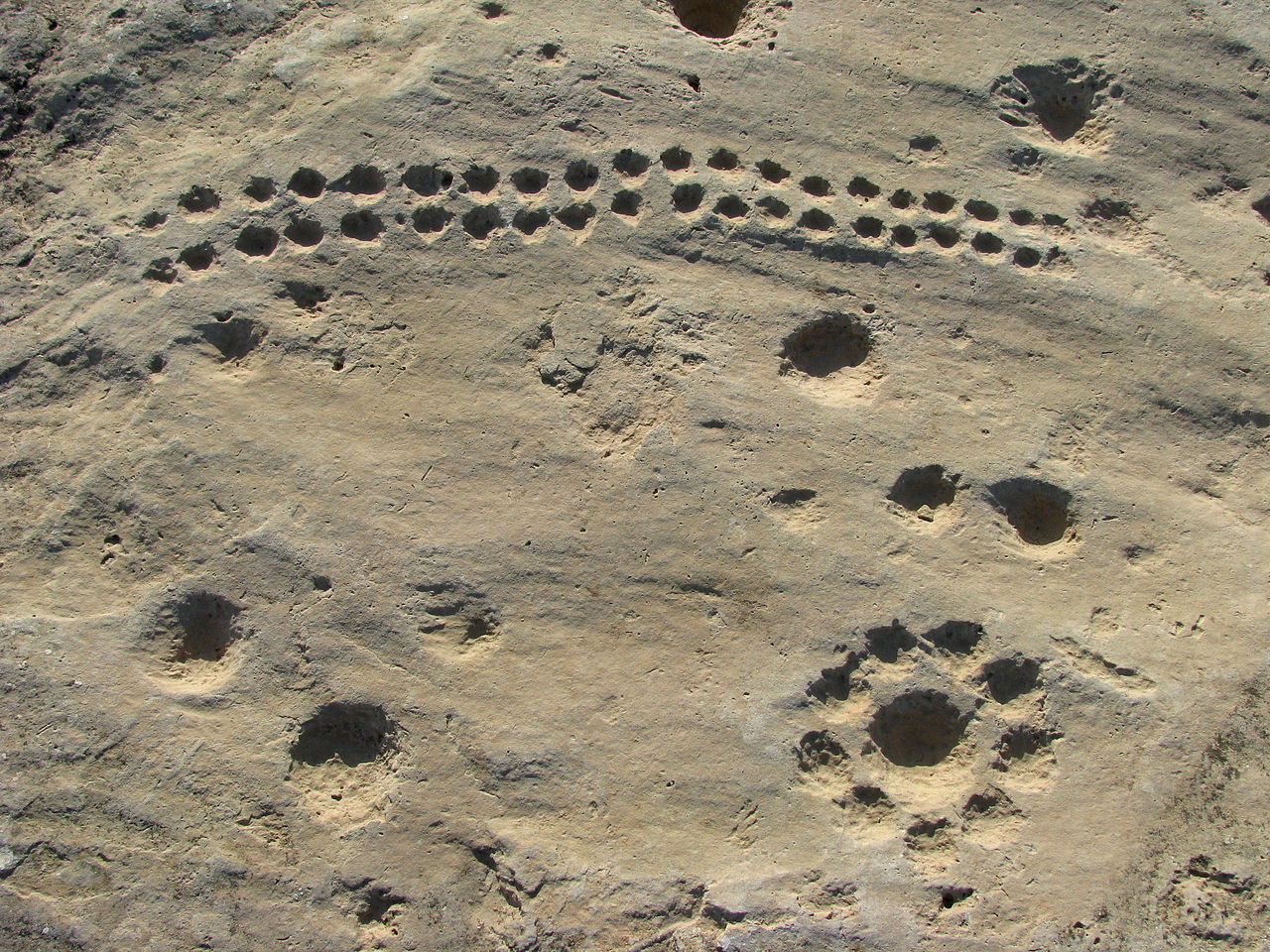 Most of the rock carvings in Al Jassasiya resemble cup marks. Some are arranged in obvious patterns while others appear to be completely random. Credit: Wikimedia Commons/CC BY 2.0