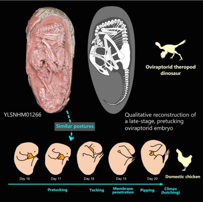 The top row shows a fossil dinosaur egg with an embryo and a reconstruction of the skeleton of the embryo. The bottom row shows the stages of development of a chicken embryo. According to the authors, the posture of the fossil embryo corresponds to that which the chick embryo takes on the seventeenth day of development. Credit: Waisum Ma et al. / iScience, 2021