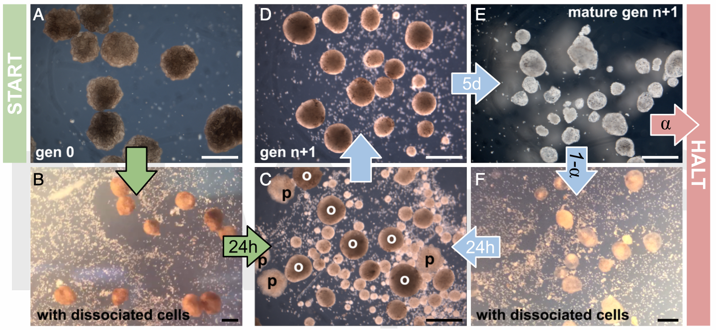 Self-reproduction cycle of spheroid cell clusters. The daughter generation of spheroids are extracted, matured and placed in a single stem cell environment where self-replication continues. Credit: Sam Kriegman et al. / Proceedings of the National Academy of Sciences, 2021