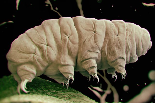 Scientists used a tardigrade to change the state of a transmon qubit entangled with another qubit under conditions of very low temperatures and pressures, making it the first quantum entangled animal. Credit: DepositPhotos