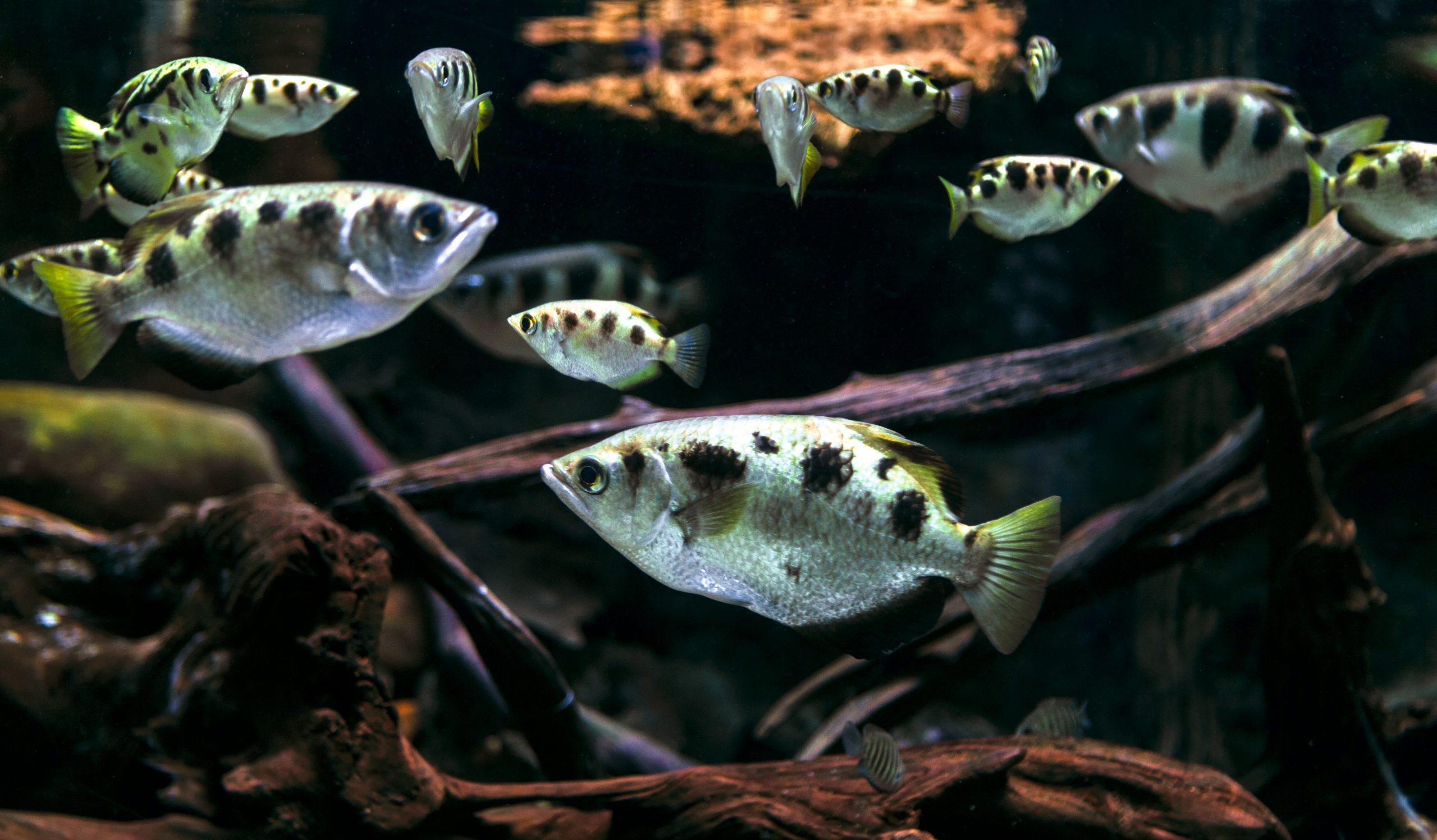 Archerfish can count - that is the conclusion of biologists that managed to train several specimen. Credit: DepositPhotos