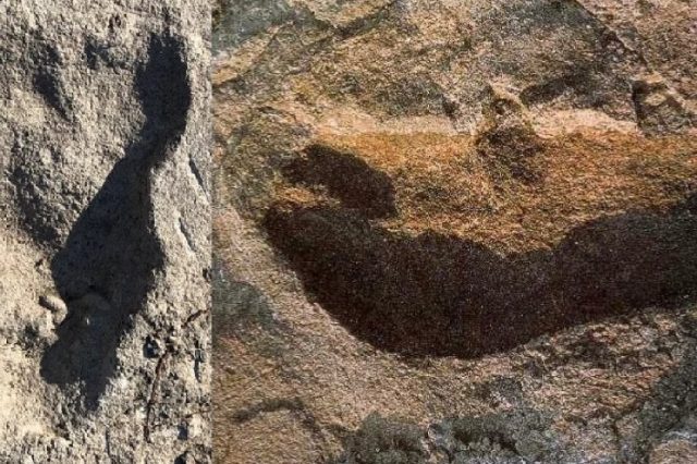 The mysterious footprints in Tanzania were left by an unknown human ancestor far different than the Afar Australopithecus, who lived nearby. Credit: Ellison McNutt et al. / Nature, 2021
