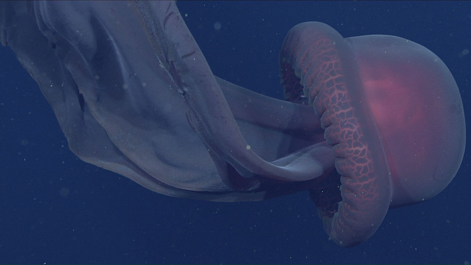 Researchers spotted a rare giant phantom jellyfish. Credit: MBARI