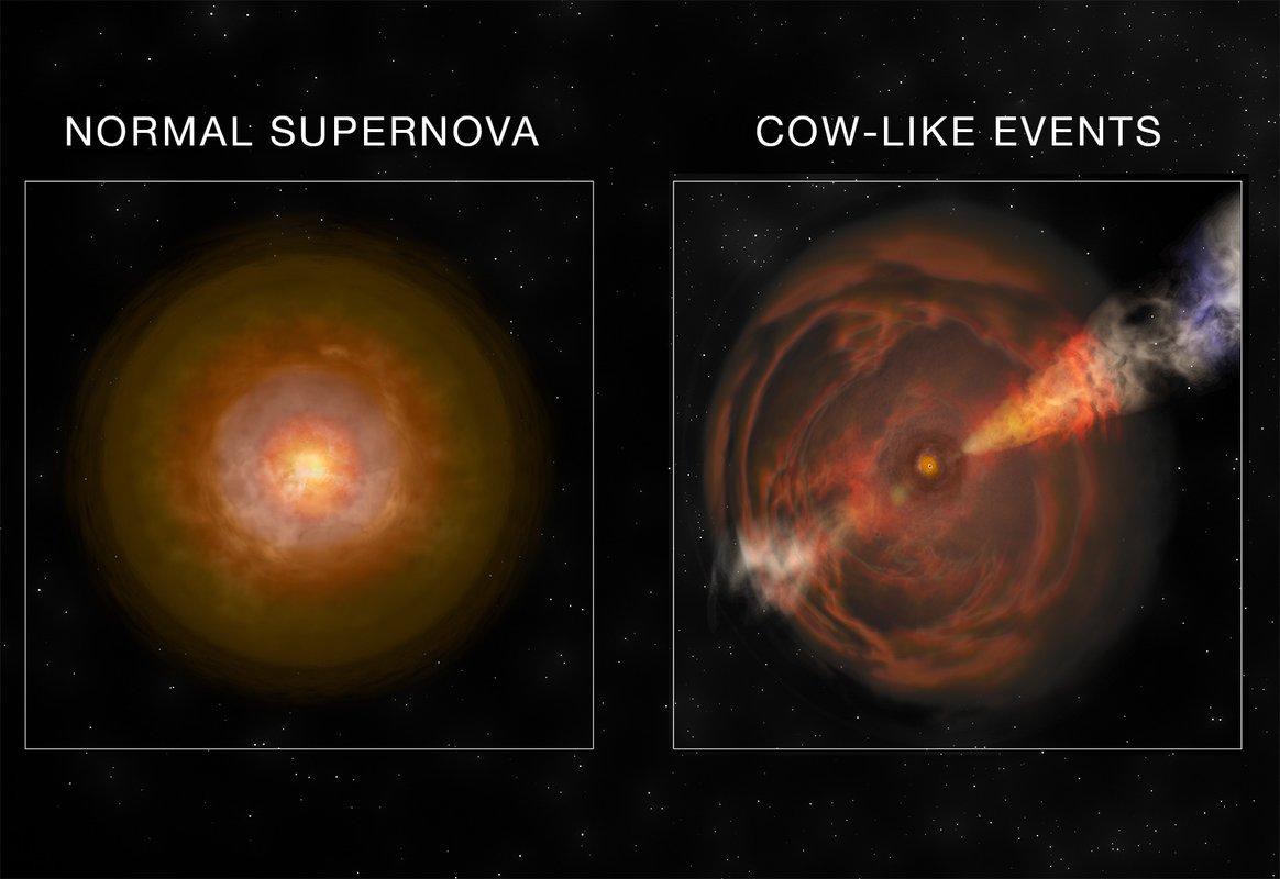 Difference between normal supernovae and cow-like cosmic events. Credit: Bill Saxton, NRAO/AUI/NSF