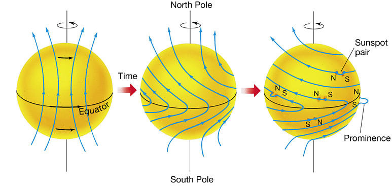 Formation of a poloidal field during the rotation of the Sun (cause of the appearance of sunspots). Credit: Pearson Prentice Hall