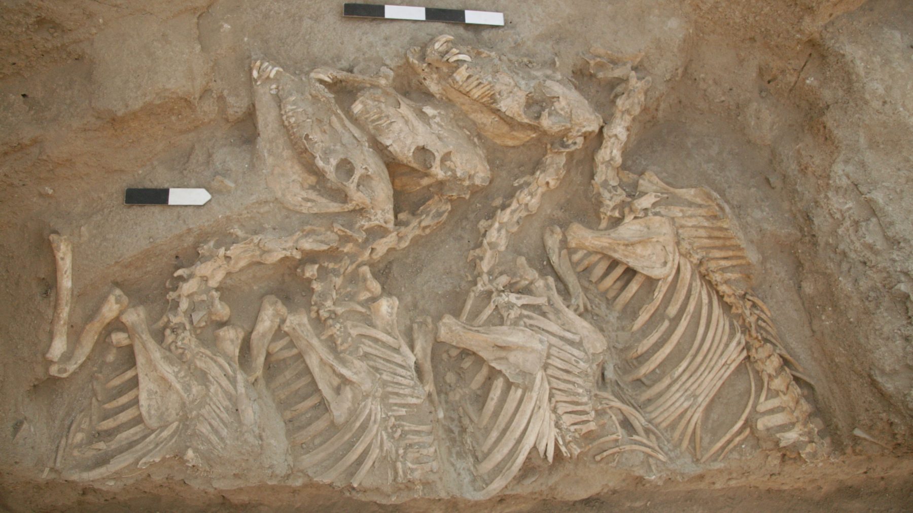 Kunga remains at the Umm el-Marra site. Credit: Glenn Schwartz/John Hopkins University