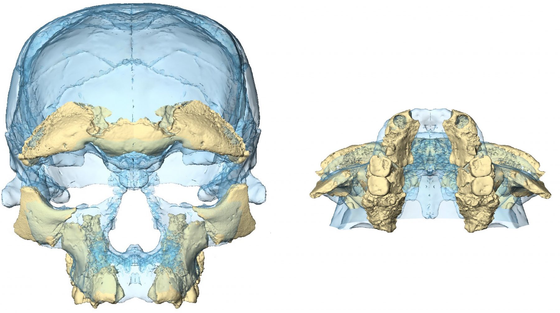 Facial reconstruction of the found fragments of a skull at Jebel Irhoud, Morocc. Credit: Hublin/Ben-Ncer/Bailey/et al./Nature