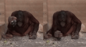 Young male orangutan Loui hits the floor with the nucleus and shows clear abilities to use stone tools for basic purposes. Credit: Alba Motes-Rodrigo et al. / PLoS ONE, 2022