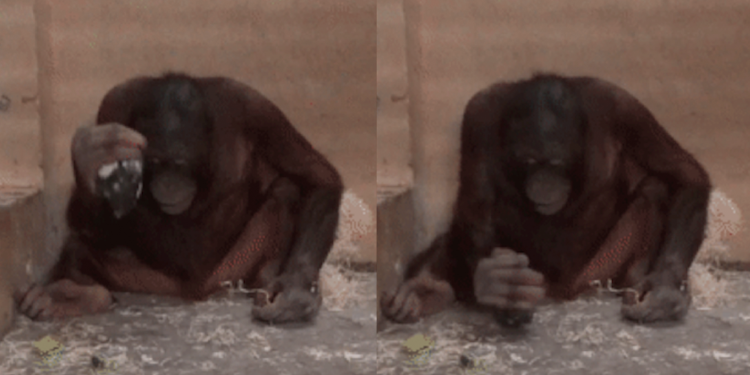 Young male orangutan Loui hits the floor with the nucleus and shows clear abilities to use stone tools for basic purposes. Credit: Alba Motes-Rodrigo et al. / PLoS ONE, 2022