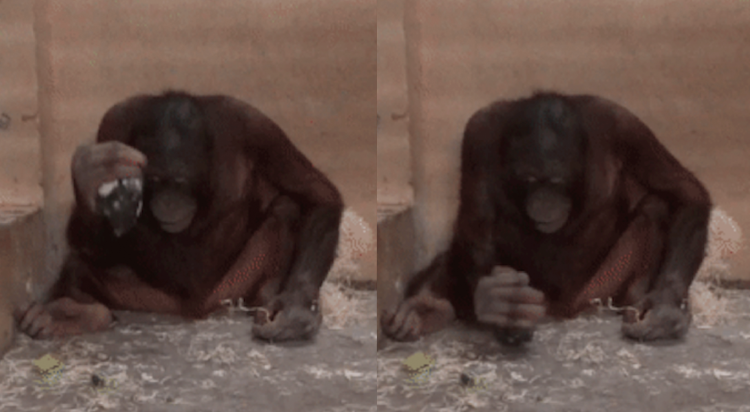 Young male orangutan Loui hits the floor with the nucleus and shows clear abilities to use stone tools for basic purposes. Credit: Alba Motes-Rodrigo et al. / PLoS ONE, 2022