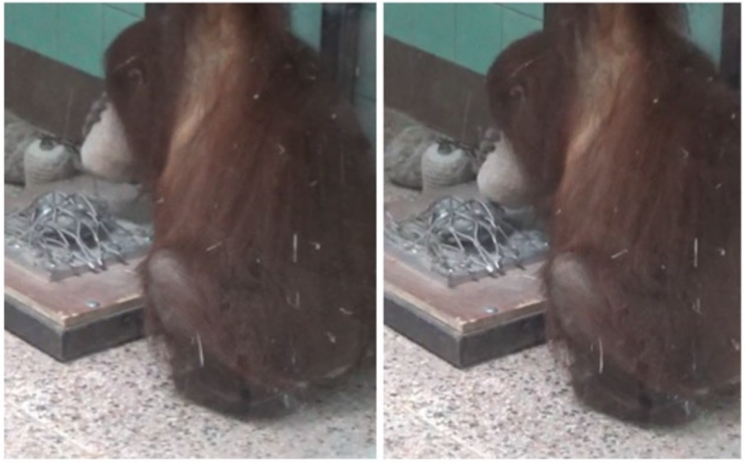 Female orangutan Molly hitting her nucleus with a mallet. Credit: Alba Motes-Rodrigo et al. / PLoS ONE, 2022