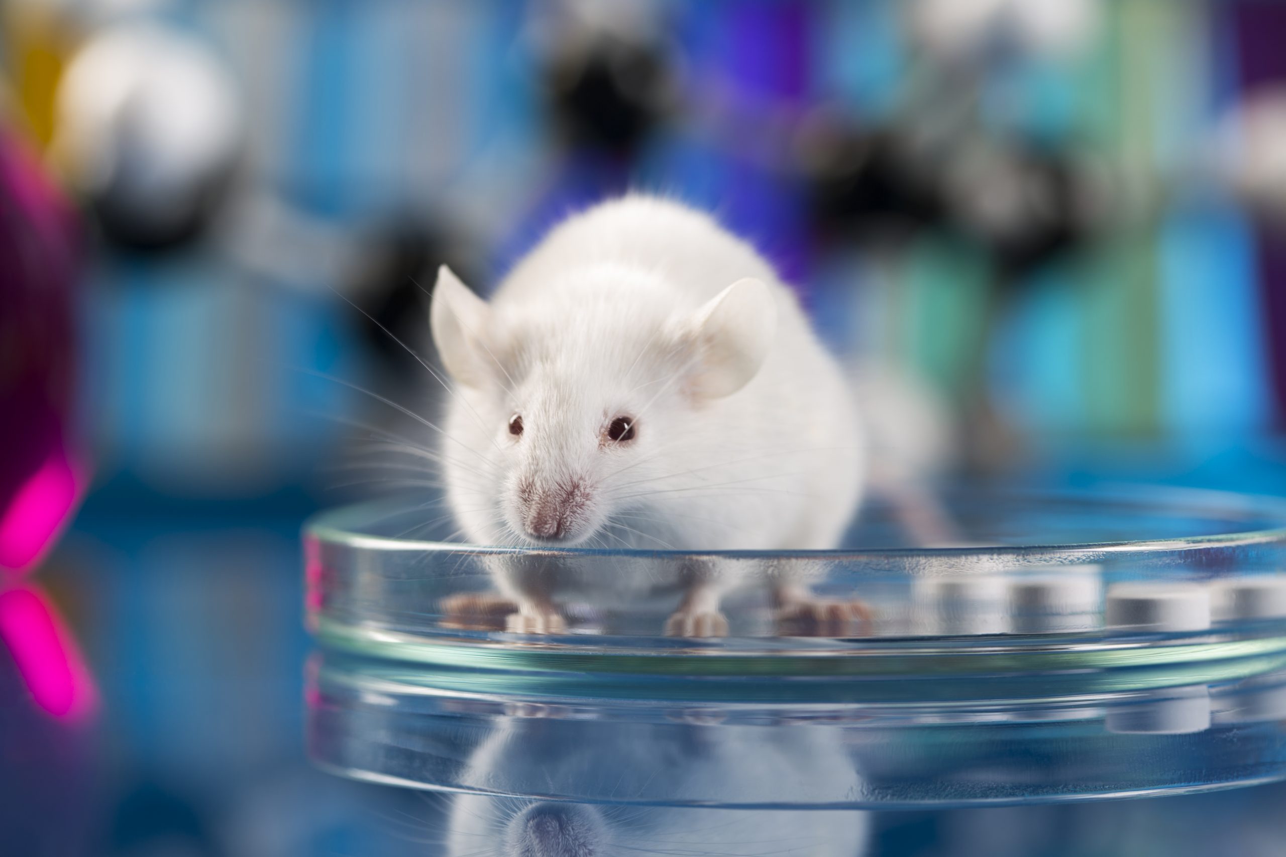 Scientists Successfully “Reprogram” Cells in Mice to Reverse Aging. Credit: DepositPhotos
