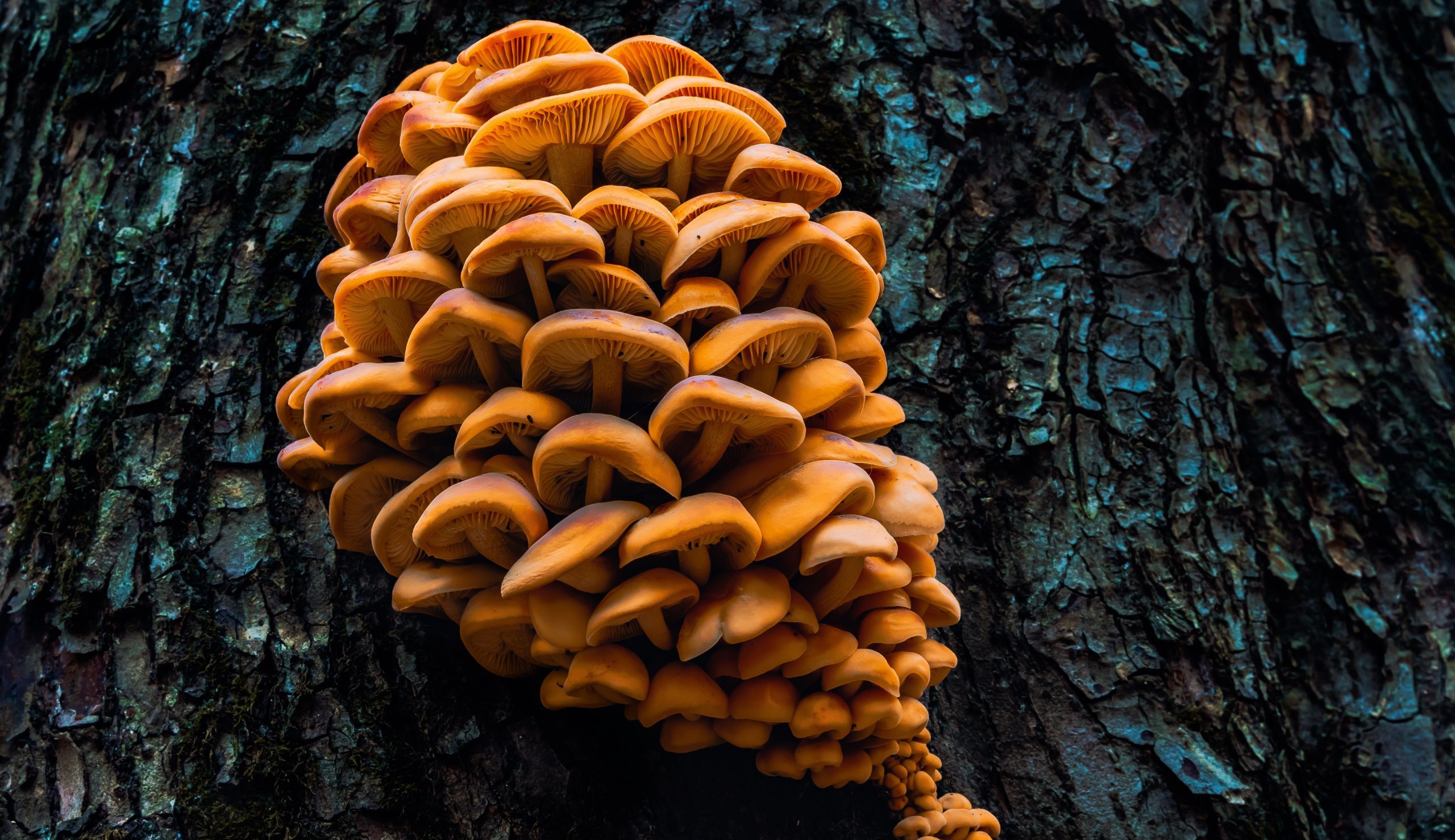 Scientists found that mushrooms communicate. Credit: DepositPhotos