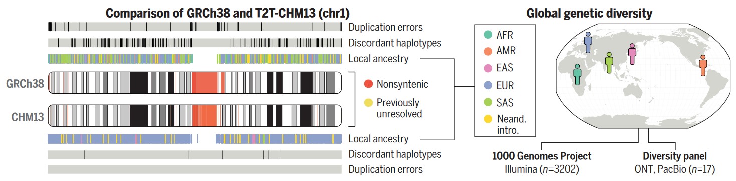 Comparison of the quality of two genome assemblies: the previous one (GRCh38, upper four bands) and the new one (CHM13, lower four bands). The new version of the genome has fewer errors - however, less genetic diversity. Credit: Aganezov et al. / Science, 2022