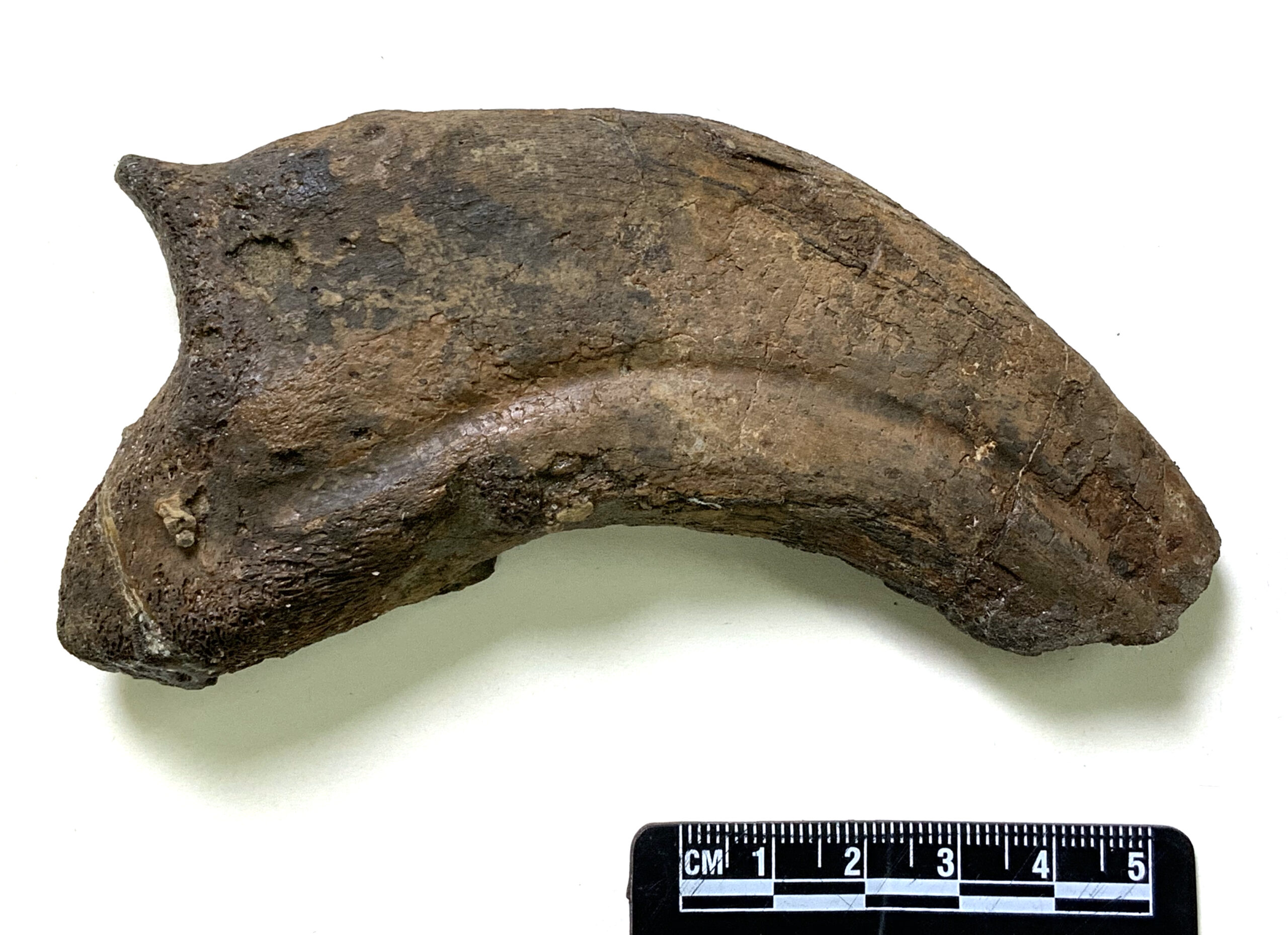 A photograph showing one of the three fossilized claws of Paralitherizinosaurus japonicus. Image Credit: Yoshitusgu Kobayashi.