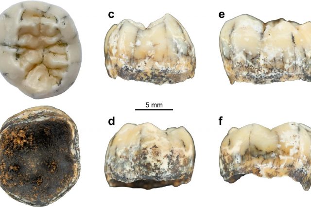 TNH2-1 hominin tooth found in Laos believed to be of a representatitve of the Denisovan spesies. Credit: Fabrice Demeter et al. / Nature Communications, 2022
