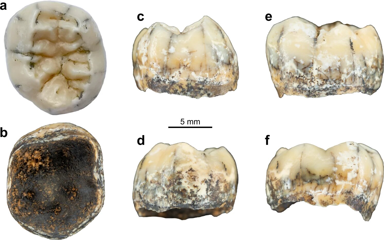 TNH2-1 hominin tooth found in Laos believed to be of a representatitve of the Denisovan spesies. Credit: Fabrice Demeter et al. / Nature Communications, 2022