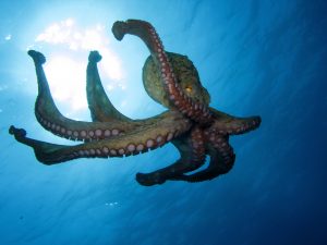 An image of an octopus swimming in the ocean. Depositphotos.