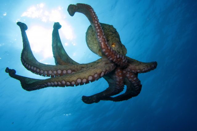 An image of an octopus swimming in the ocean. Depositphotos.