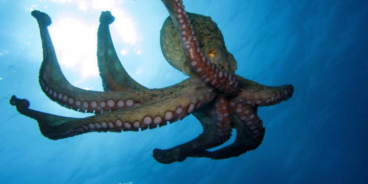 An image of an octopus swimming in the ocean. Depositphotos.